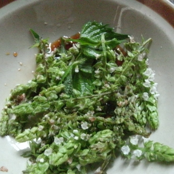 初物 しその若花の梅醤和え レシピ 作り方 By 和土 楽天レシピ 初物 しその若花の梅醤和え レシピ 作り方 By 和土 楽天レシピ